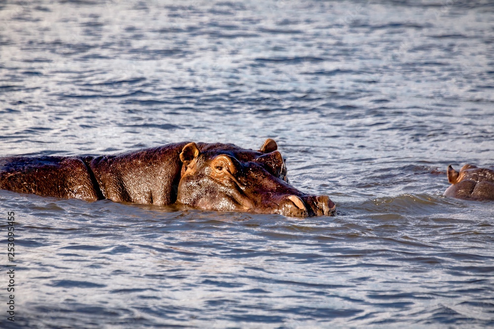 Fototapeta premium Swimming Hippopotamus in the river Chobe in Botswana
