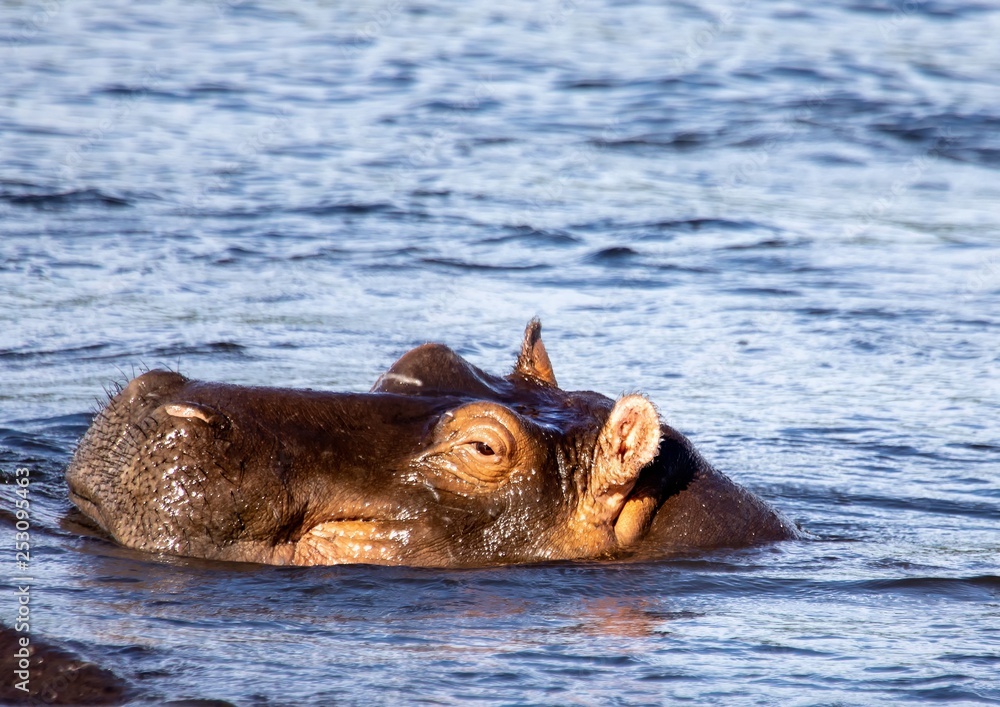 Swimming Hippopotamus in the river Chobe in Botswana Swimming Hippopotamus in the river Chobe in Botswana