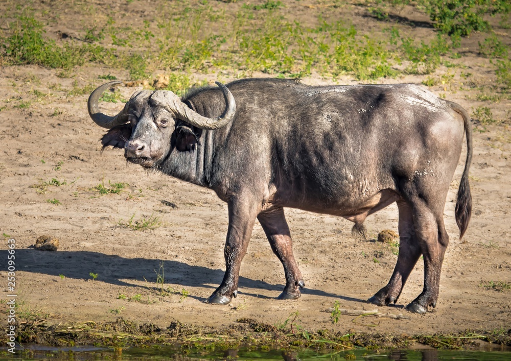 One of the Big Five is an African Buffalo standing near the river Chobe in Botswana