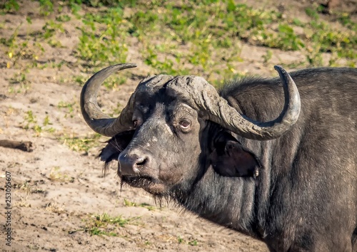 One of the Big Five is an African Buffalo standing near the river Chobe in Botswana