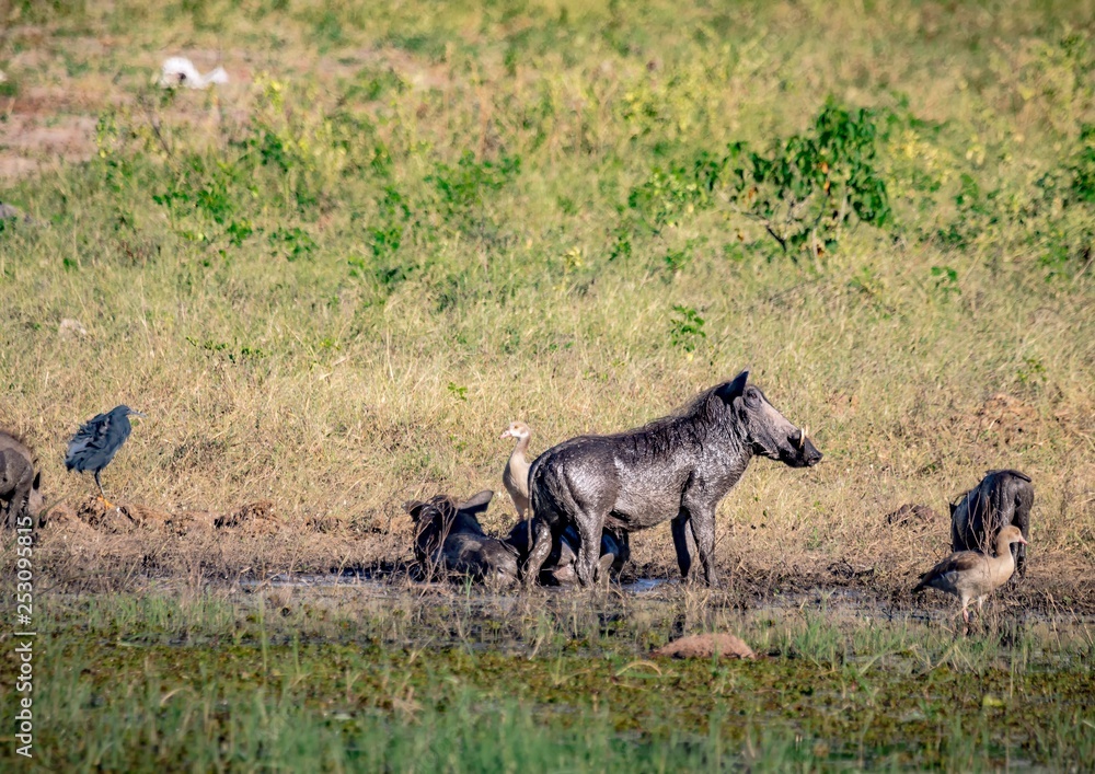 Warthog bathing in mud near the river Chobe in Botswana Warthog bathing in mud near the river Chobe in Botswana