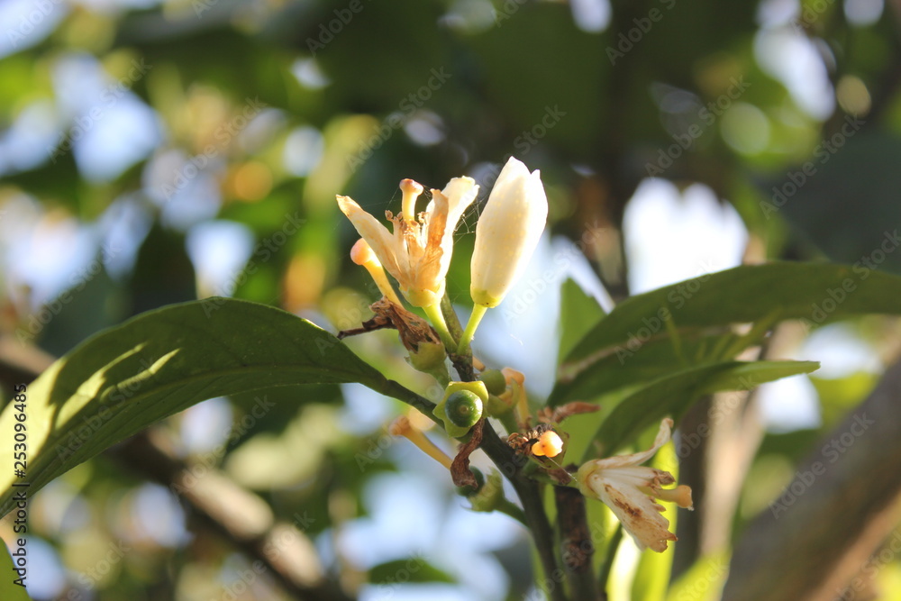 Obraz premium flower