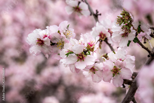 Spring in Jerusalem