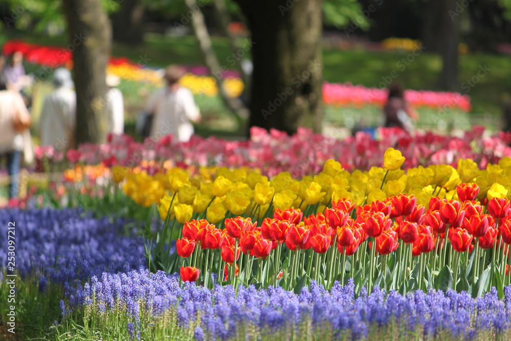 People admiring the beauty and vibrant colors of tulips
