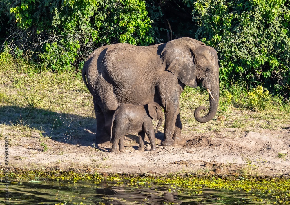 Fototapeta premium Elephants bathing and playing in the water of the chobe river in Botswana