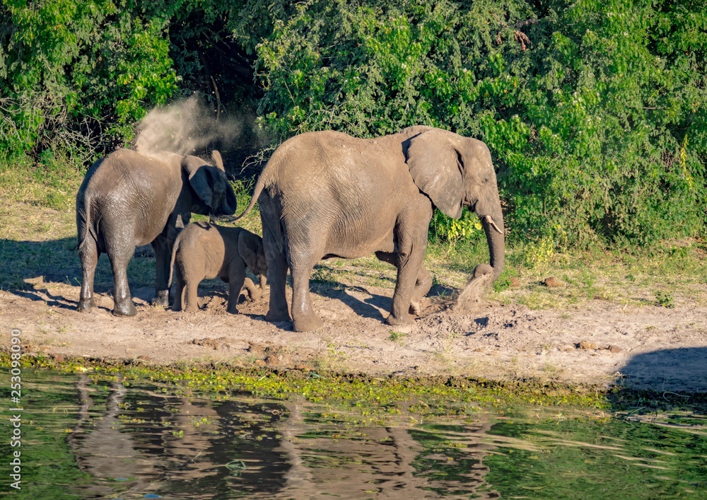 Fototapeta premium Elephants bathing and playing in the water of the chobe river in Botswana