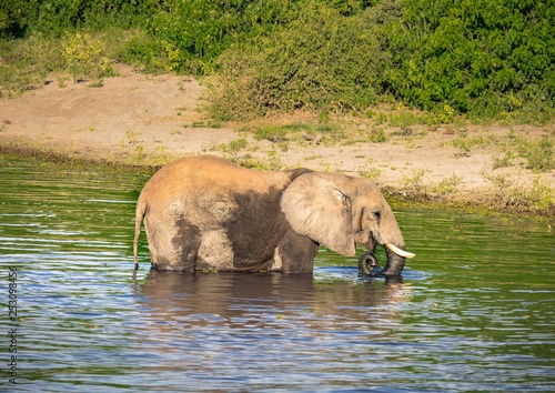 Elephants bathing and playing in the water of the chobe river in Botswana