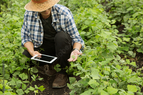 Schilderij op canvas Smart farmers are monitoring crop growth.