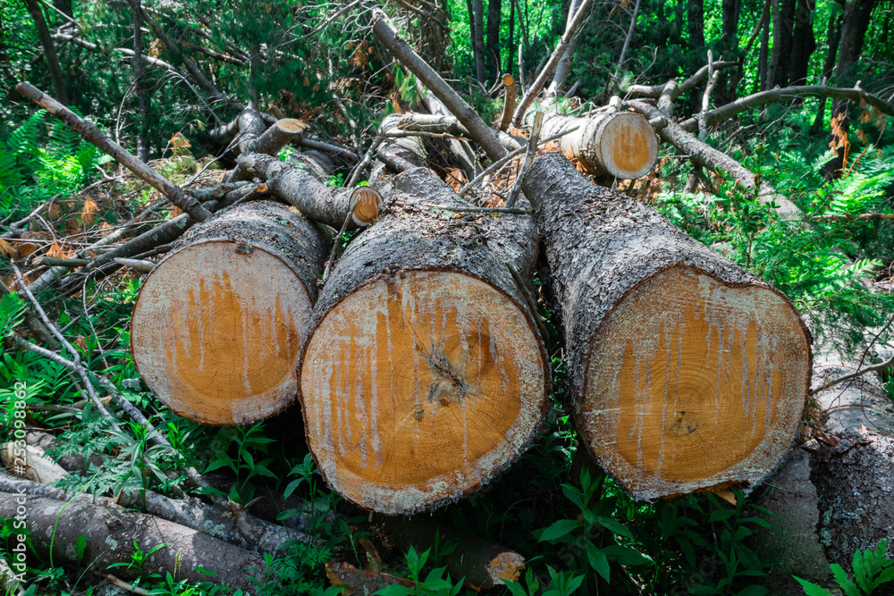 Cut Logs In Vermont