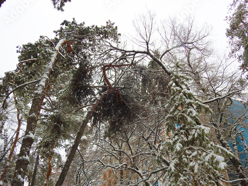 PINE GROWTH IN WHITE SNOW, CURVED TREES IN THE FOREST 