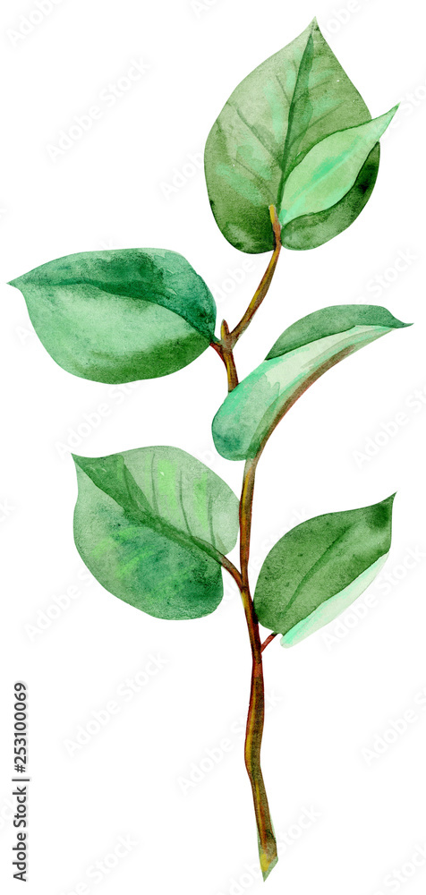 Watercolor green bunch of ruscus. Hand drawn isolated illustration on white background