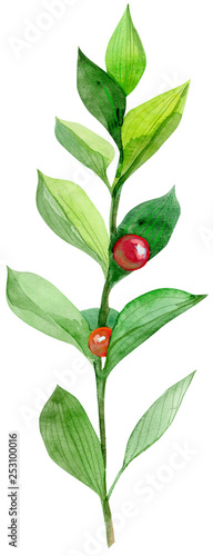 Watercolor green bunch of ruscus with red berries. Hand drawn isolated illustration on white background