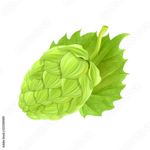 Isolated Hop cones on white background, vector.