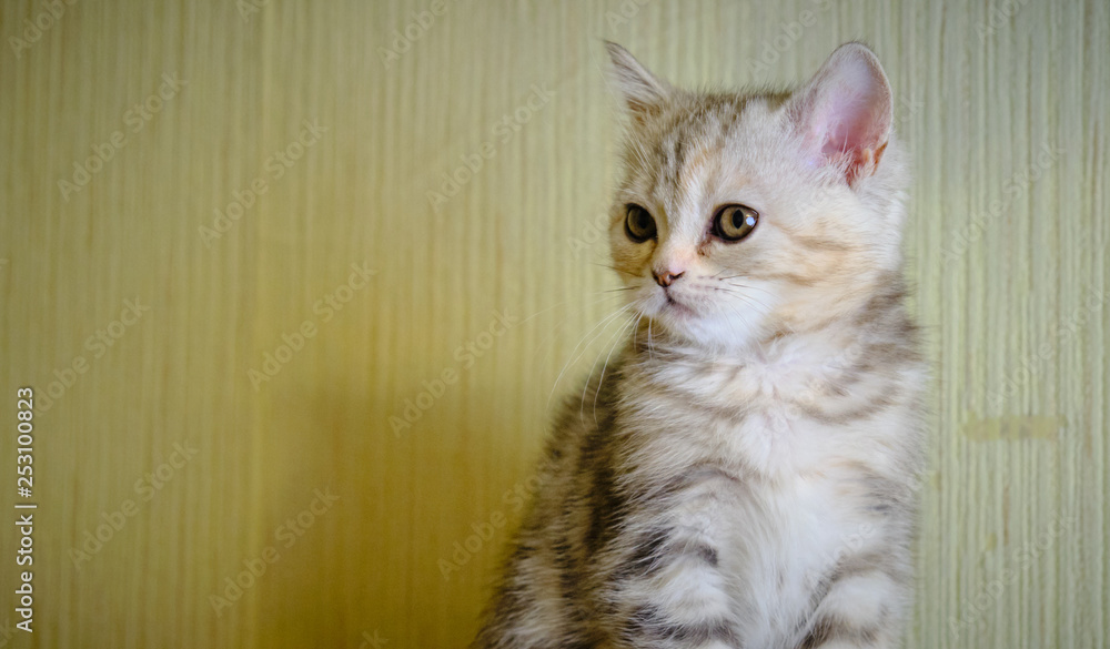 Scottish  straight kitten looks  away at home. Striped kitten with green eyes.