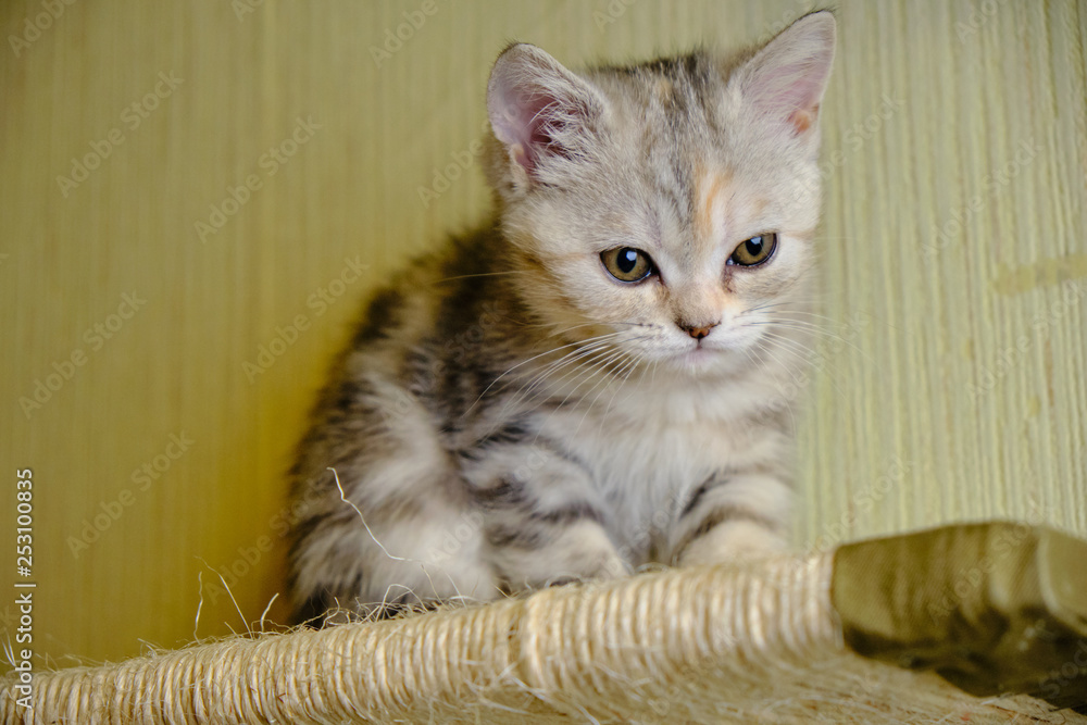 Scottish  straight kitten looks down at home. Striped kitten with green eyes.
