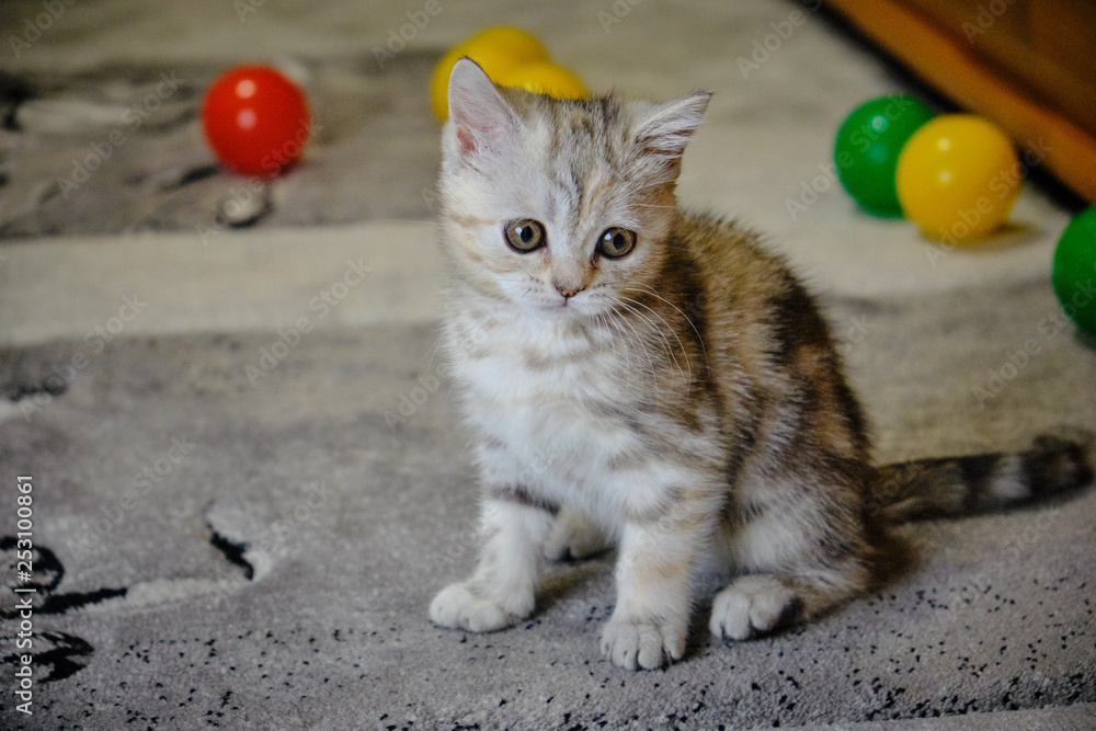 Fototapeta premium Scottish straight kitten looks forward at home. Striped kitten