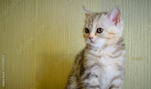 Scottish straight kitten looks away at home. Striped kitten with green eyes.