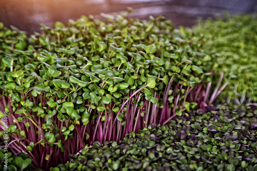 healthy breeding of micro greens plants healthy breeding of micro greens plants