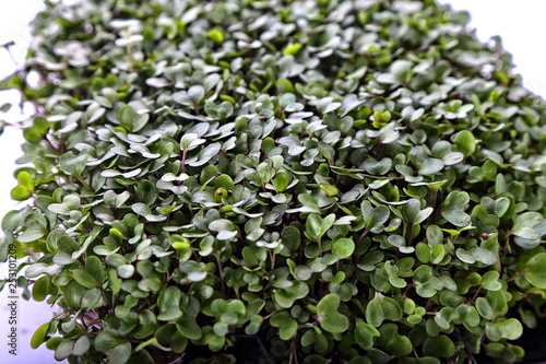 healthy microgreens sprouts background