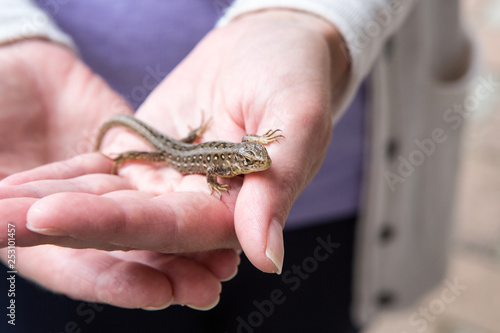 Sand lizard on the human hand