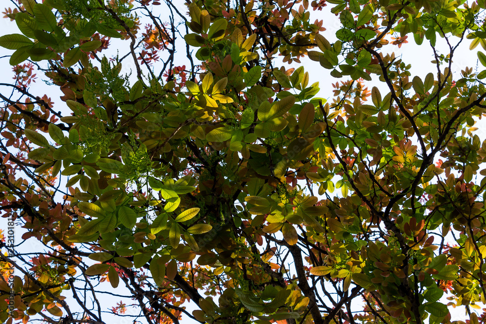 Fototapeta premium Background of nature