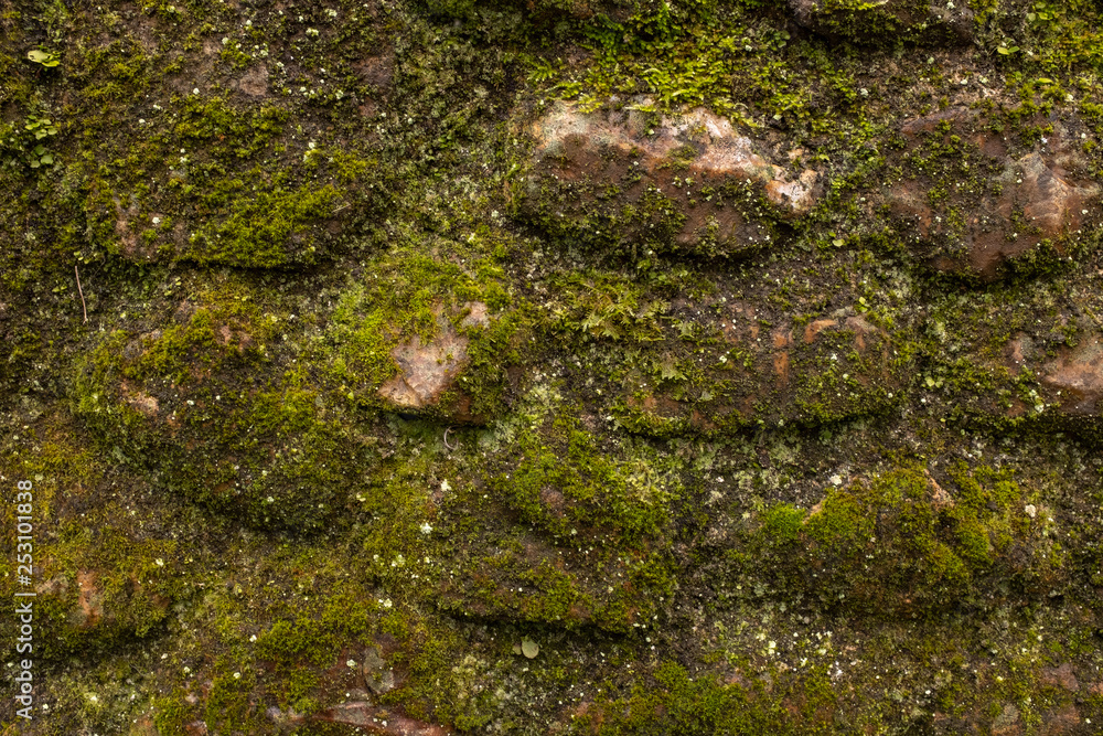 Obraz premium A close up of a moss covered old stone wall, perfect for backgrounds and abstracts