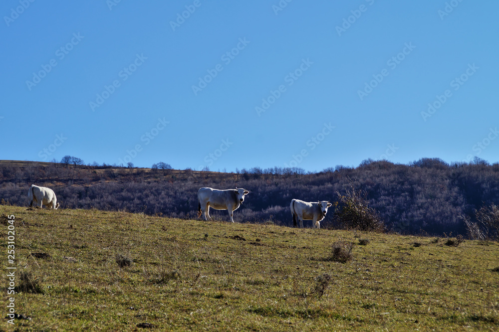 Fototapeta premium Pascoli nel parco del monte Cucco