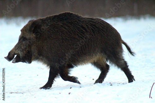 Aggressive wild boar defending its territory in a forest glade. The unique image of hunting animals. © jakov