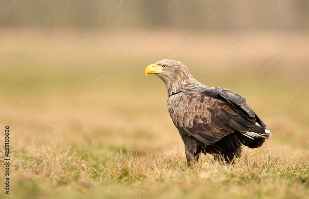 White tailed eagle (Haliaeetus albicilla) White tailed eagle (Haliaeetus albicilla)