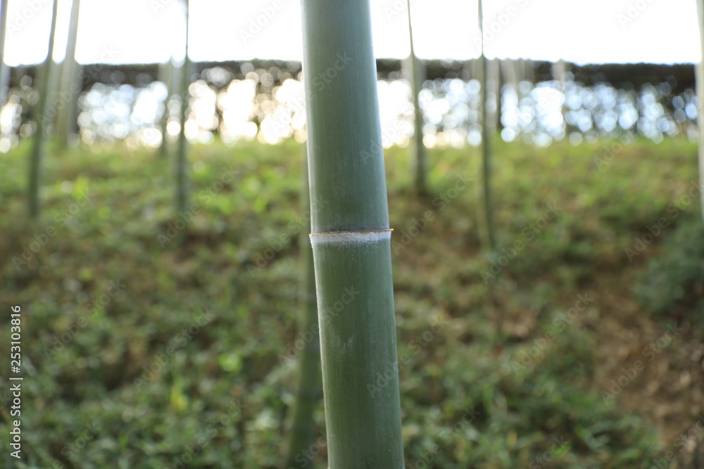 Fototapeta premium 青竹