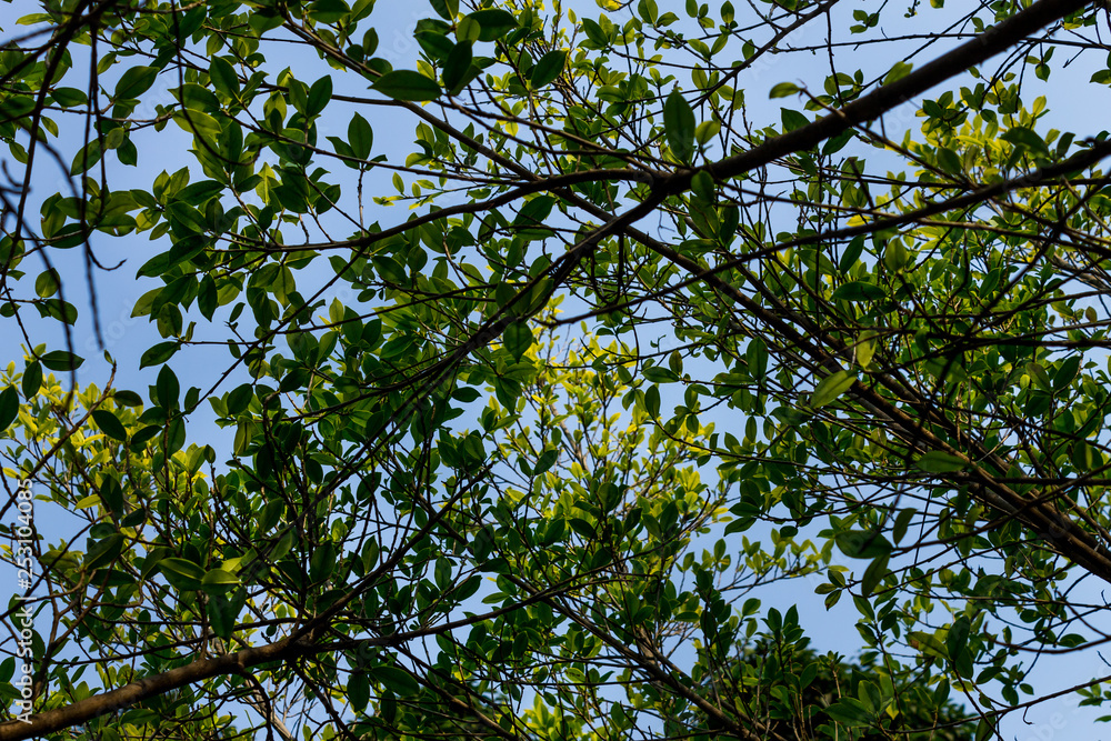 Background of nature Background of nature