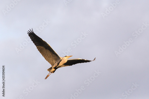 The flying grey heron