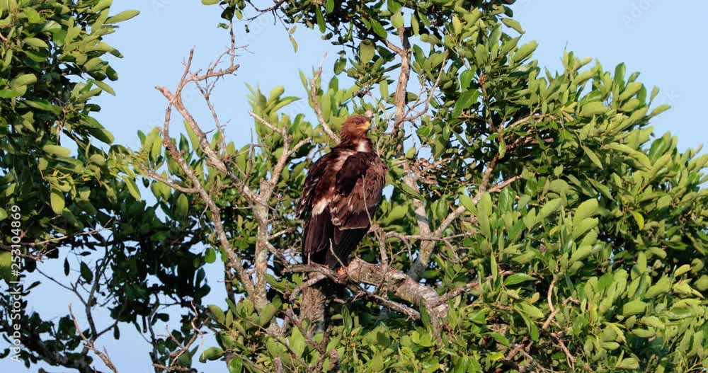 bird brown snake eagle in the tree in South africa bird brown snake eagle in the tree in South africa