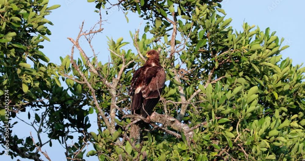 bird brown snake eagle in the tree in South africa bird brown snake eagle in the tree in South africa