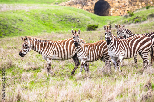 zebras in a field
