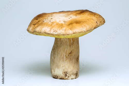 White mushroom lat. Boletus edulis isolated on white background