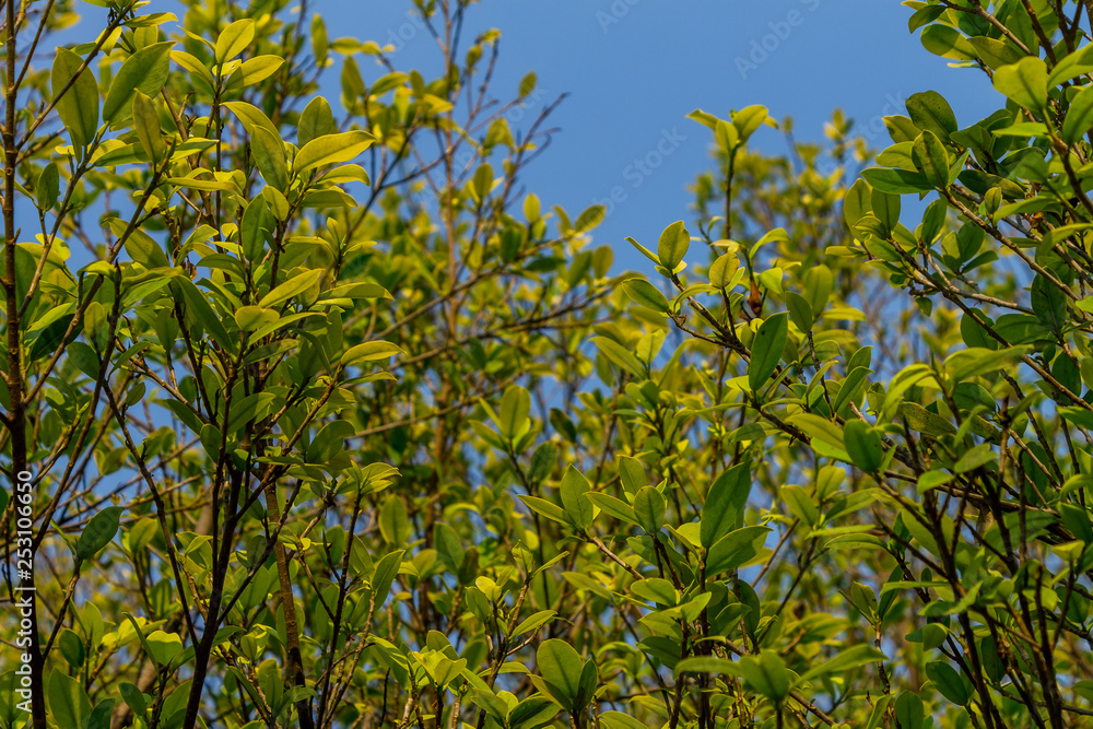 Background of nature