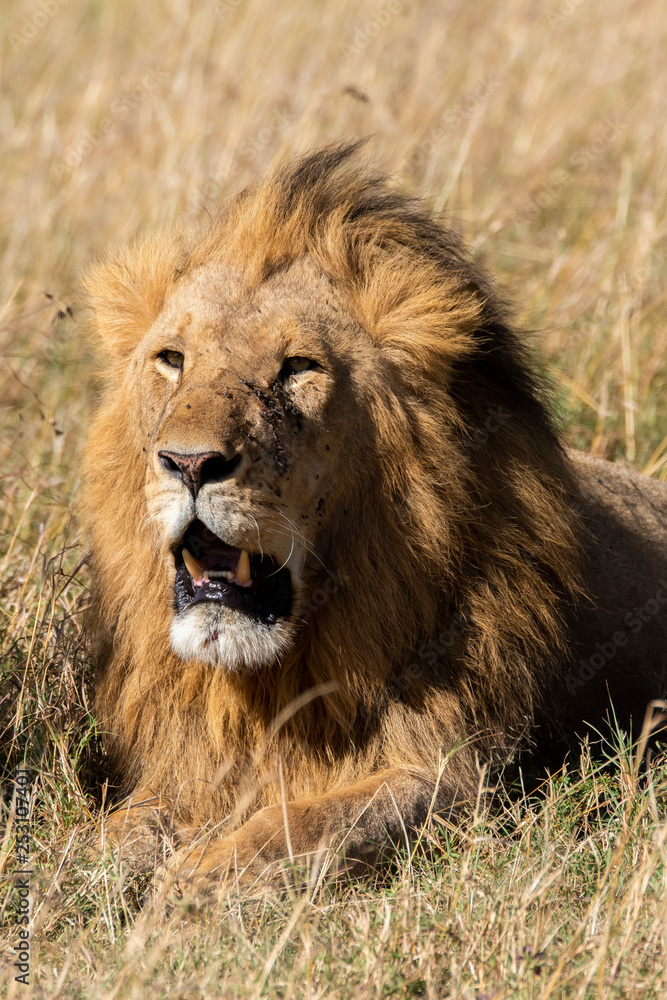 Male Lion Profile Sitting