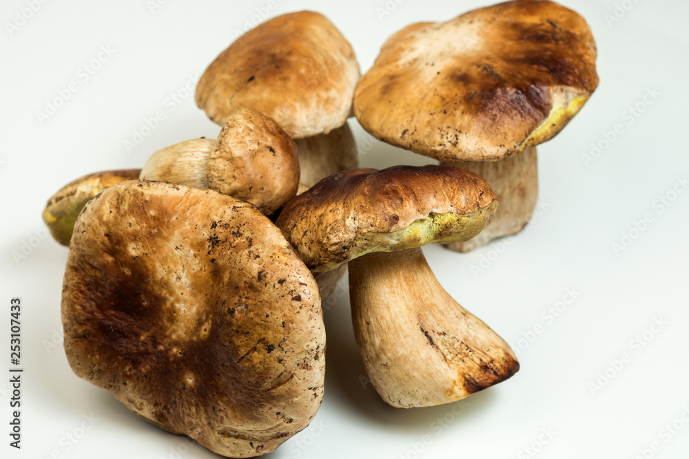 White mushroom lat. Boletus edulis isolated on white background White mushroom lat. Boletus edulis isolated on white background