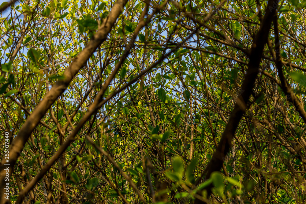 Fototapeta premium Background of nature