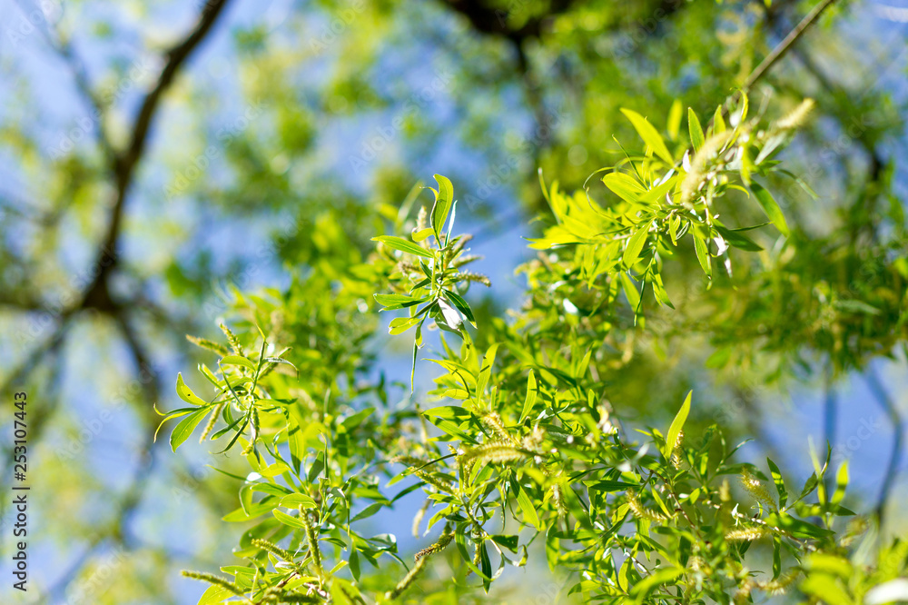 green flowers in spring green flowers in spring