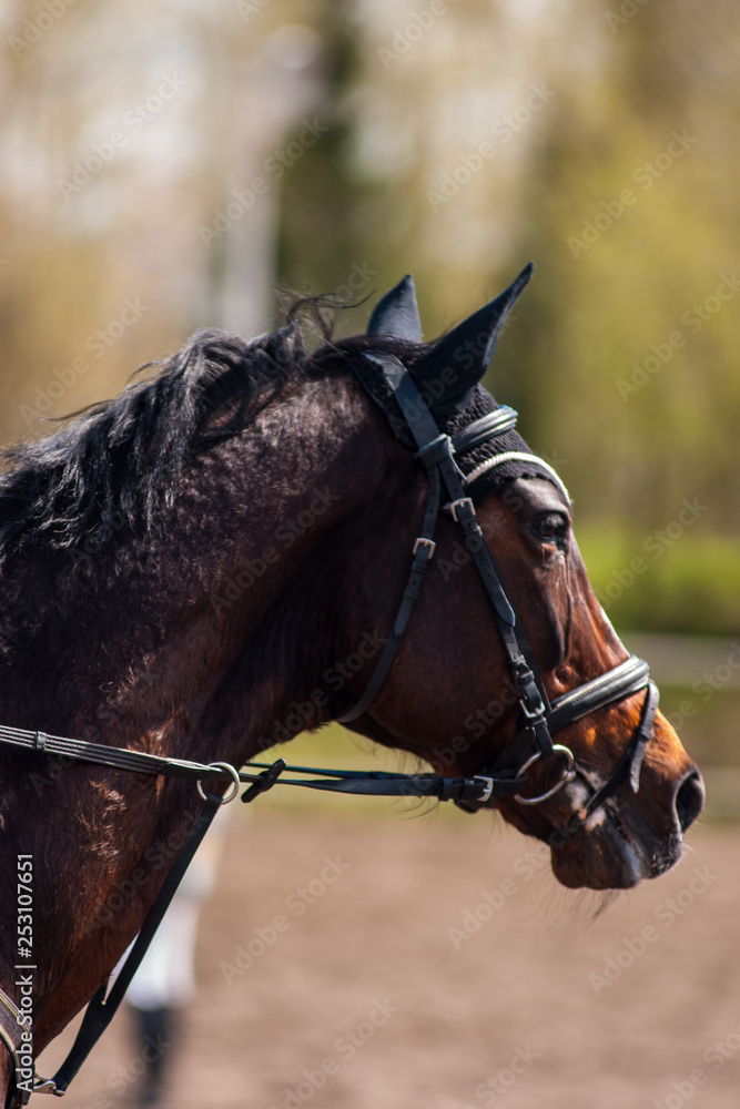 Obraz premium Horse