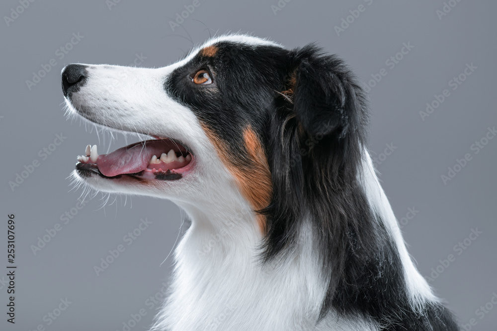 Close up portrait of cute young Australian Shepherd dog with open mouth on gray background. Beautiful adult Aussie, looking away.