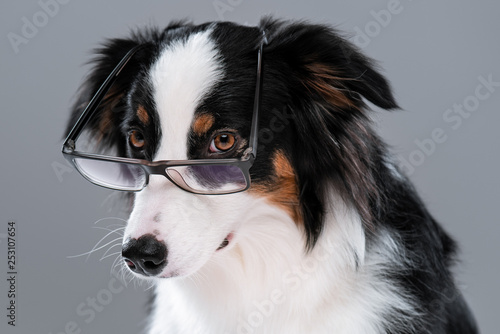 Close up portrait of cute young Australian Shepherd dog with eyeglasses on gray background. Beautiful adult Aussie, looking at camera. © DenisNata