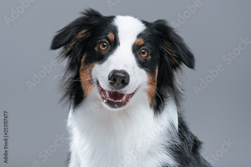Close up portrait of cute young Australian Shepherd dog with open mouth on gray background. Beautiful adult Aussie  looking at camera.