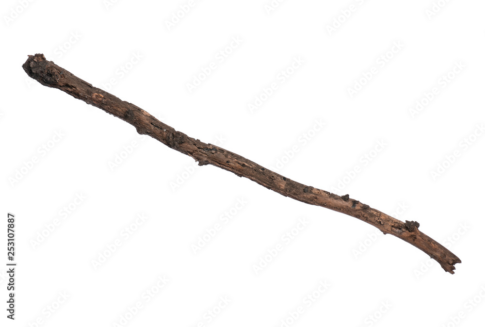 Single dry tree branch, isolated on white background. Stick tree branch  from nature for design. Stock Photo | Adobe Stock