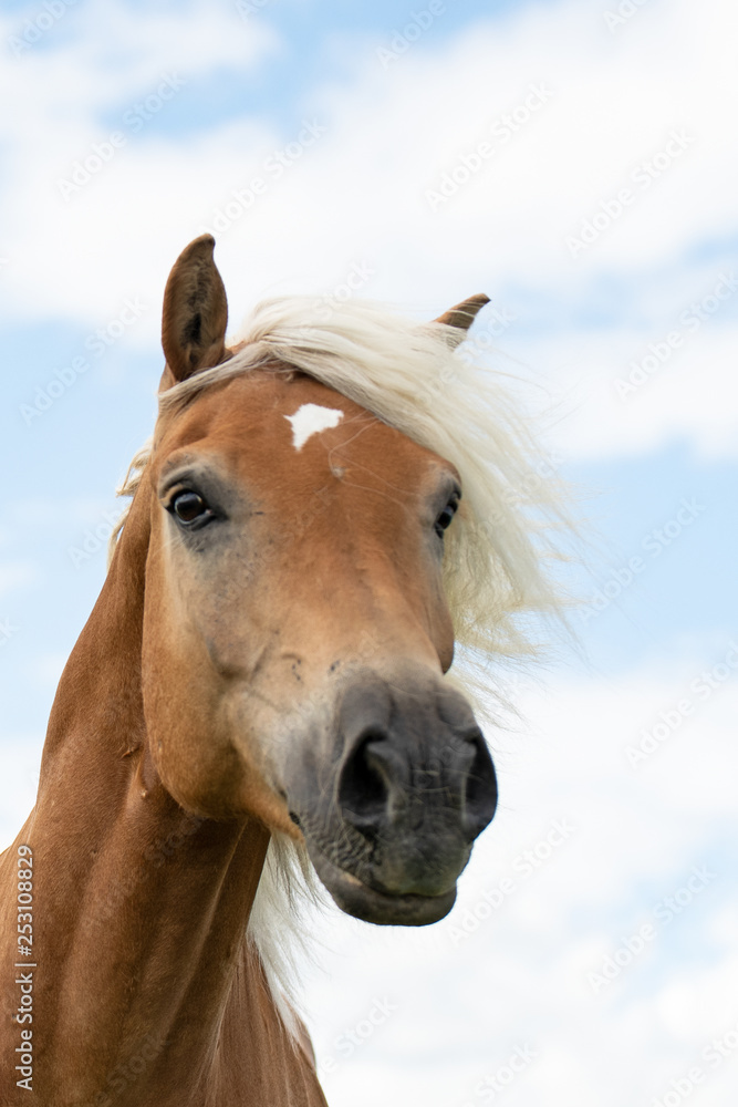 Obraz premium Pferd (Equus)