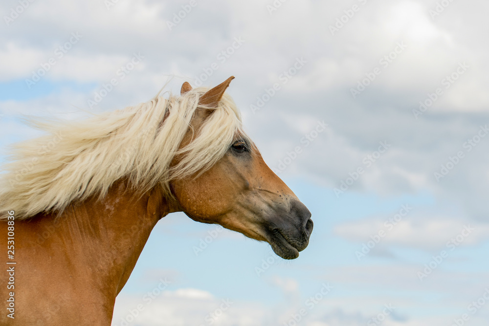 Pferd (Equus) Pferd (Equus)