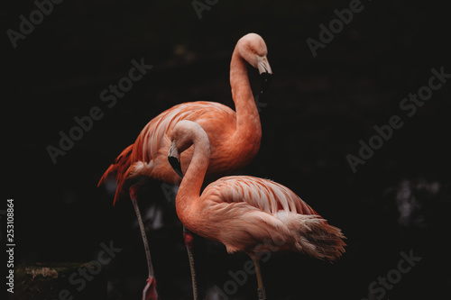 Chilean Flamingo photo