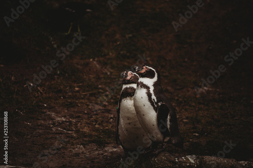 Humboldt Penguin